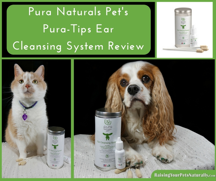 How to clean a cat's ears with the best natural ear cleaner for cats. Dirty dog ears? Check out this great natural ear cleaner for dogs. Eco-friendly, organic and non-toxic. Your pets will thank you for it.