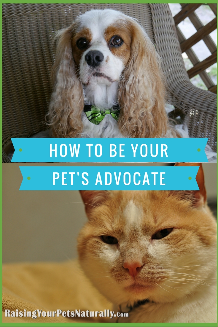 I know sometimes people may think of me as extreme and maybe even over the top when it comes to the care I give my pets, but I don't agree. Unlike an adult person, my pets can’t make choices on their medical care, exercise routine, or diet. These are decisions that I make for them.