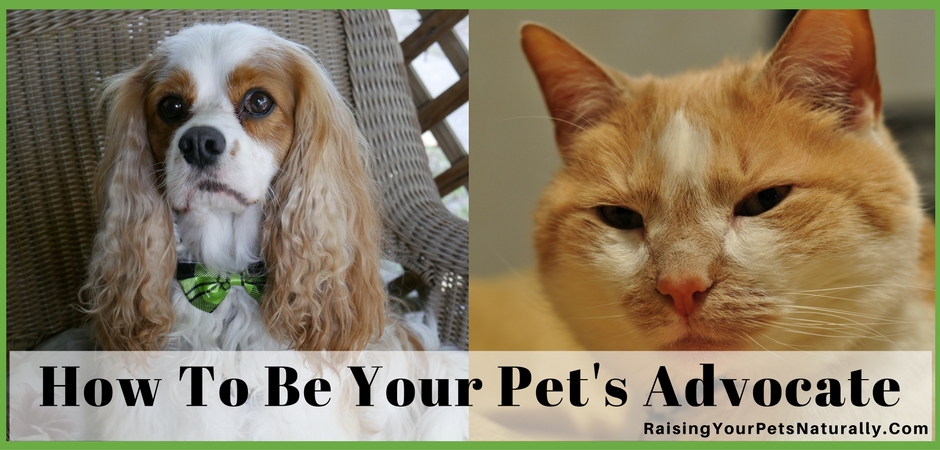 I know sometimes people may think of me as extreme and maybe even over the top when it comes to the care I give my pets, but I don't agree. Unlike an adult person, my pets can’t make choices on their medical care, exercise routine, or diet. These are decisions that I make for them.