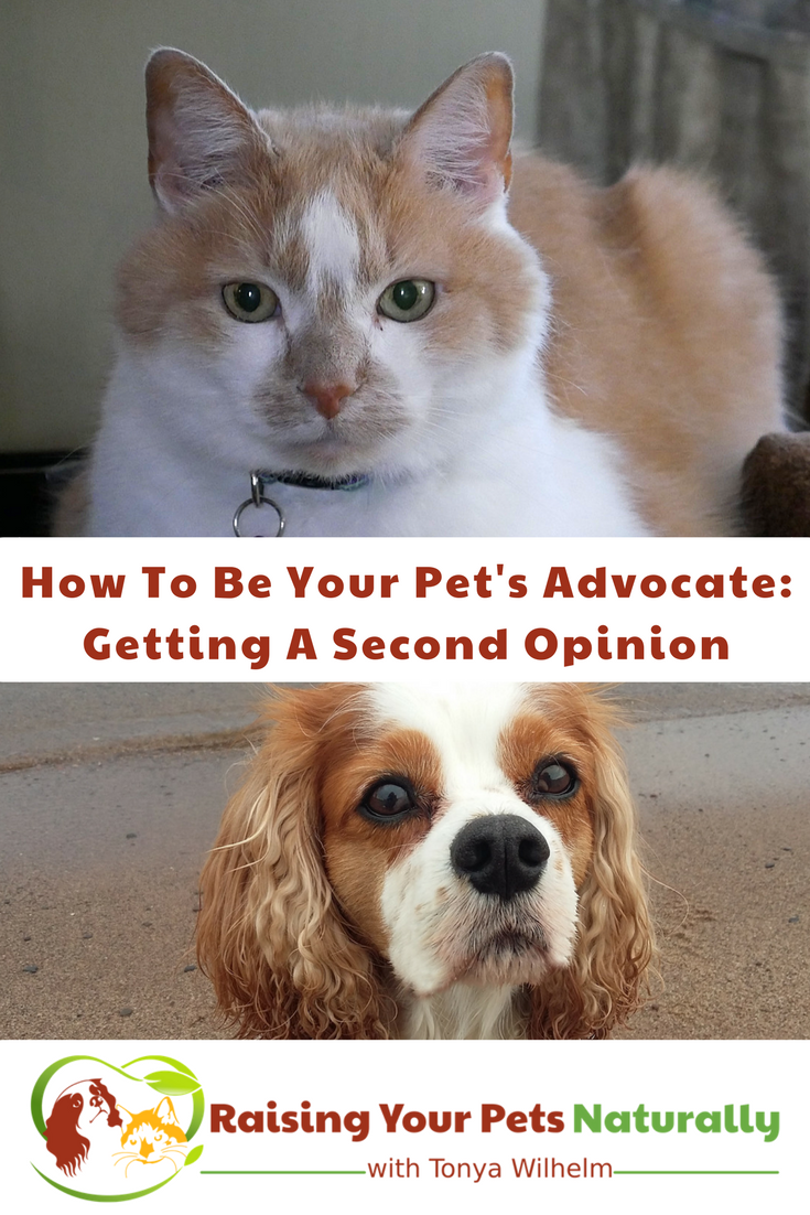 Should You Get A Second Opinion On Your Pet’s Care? Learn how to be your pet's advocate in their daily lives. They are counting on YOU! #raisingyourpetsnaturally 