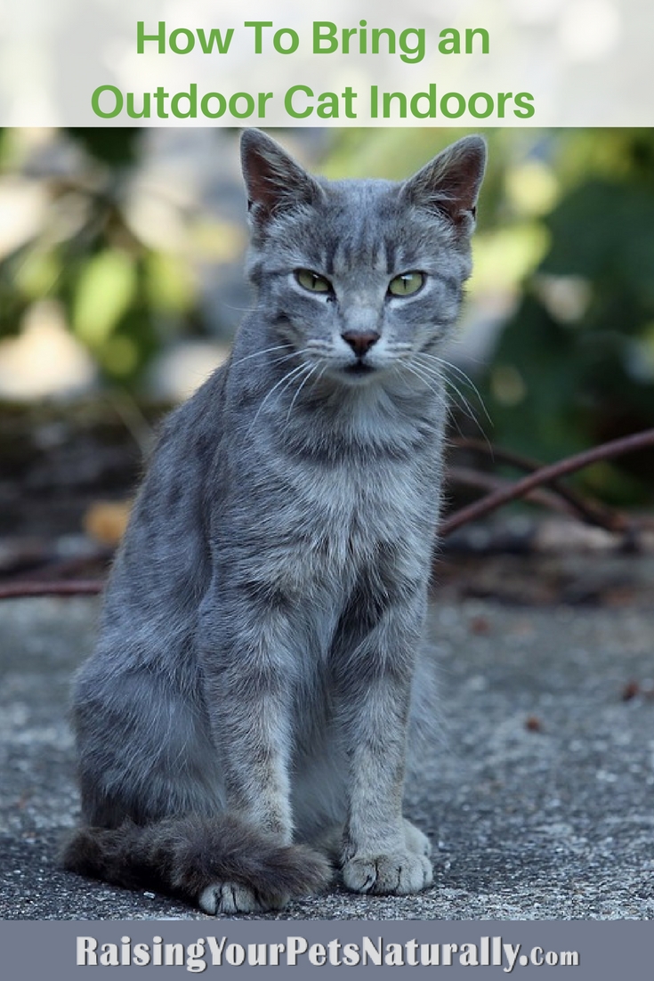 How To Bring an Outdoor Cat Indoors. 6 tips to get you started on transitioning a stray to an inside cat. #raisingyourpetsnaturally #cattraining #catbehavior #straycats