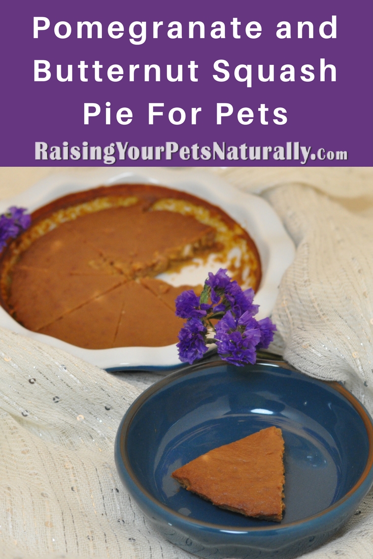 Healthy and Homemade Dog Treat Recipes | Pomegranate and Butternut Squash Pie For Dogs, Cats and Pets. #raisingyourpetsnaturally