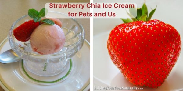 Today is Strawberry Ice Cream Day! There's no getting around it— traditional ice cream isn't the healthiest of foods. And for dogs and cats, dairy is pretty much a no-no, since a dog or cat's gut just doesn't tolerate lactose. It's not uncommon for pets to experience diarrhea, gas, or vomiting when eating dairy products. For that matter, people can also be lactose intolerant.