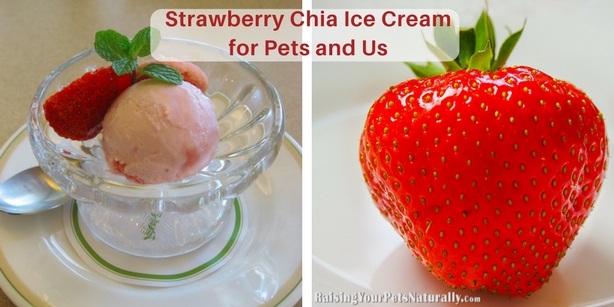 can dogs have strawberry ice cream