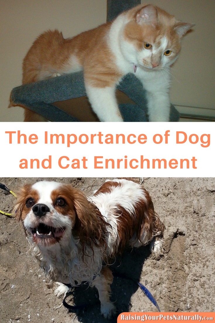 Dog and Cat enrichment is so important for a pet's well-being. Dogs and cats are very smart and engaged animals that need activity and mental stimulation in order to thrive. Learn how to keep your pets engaged. #raisingyourpetsnaturally 
