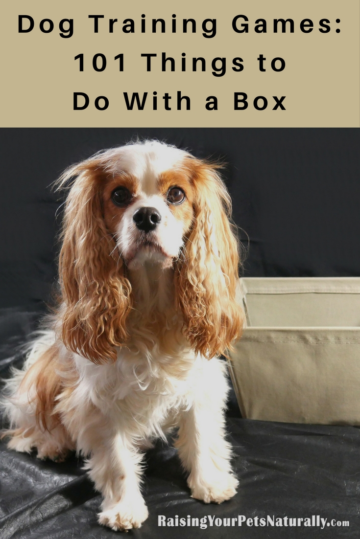 Clicker dog and cat training is not only a creative way to train your pet, but a very effective and easy way to train. Learn how to play 101 Things to Do with a Box! #raisingyourpetsnaturally