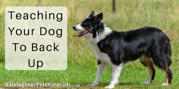 Dog tricks to teach your dog. Teaching your dog to back up or walk backward is not only a cool dog trick an amazing helpful dog behavior. Learn how. #raisingyourpetsnaturally