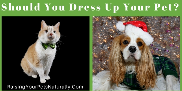 Should you dress up your dog or cat on Dress Your Pet Day? Well, that really depends on your pet. Here are three things to consider before grabbing a pet costume and slapping it on your helpless pet. #raisingyourpetsnaturally