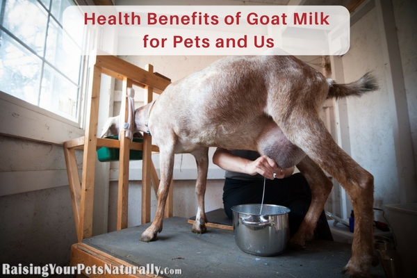 Goat milk, on the other hand, is easier to digest than cow's milk and actually aids in irritable bowel disease, digestion, and diarrhea! It is loaded with vitamins, minerals, enzymes, probiotics, protein, and fatty acids. High in vitamin A, which has cancer-fighting properties. Choose an organic, raw goat milk for the best nutritional benefits.