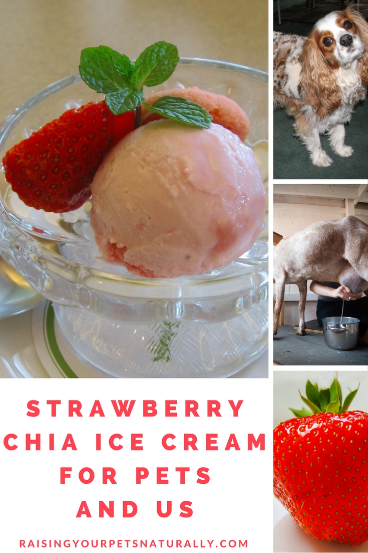 Healthy and Homemade Dog Treat Recipes | Homemade Strawberry Ice Cream for Dogs No dairy, no sugar, just natural dog treat ingredients. #raisingyourpetsnaturally 