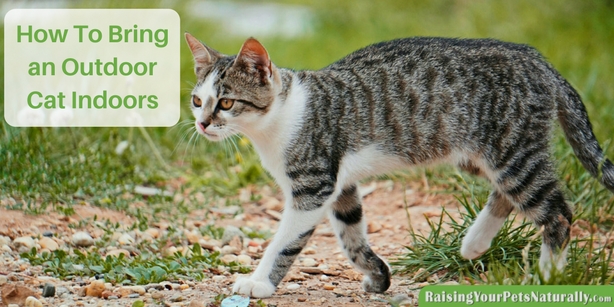 How To Bring an Outdoor Cat Indoors. 6 tips to get you started on transitioning a stray to an inside cat. #raisingyourpetsnaturally 