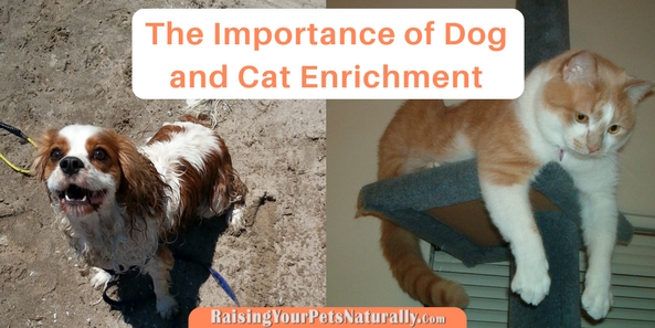 Pet enrichment is so important for a pet's well-being. Dogs and cats are very smart and engaged animals that need activity and mental stimulation in order to thrive. I'm a huge fan of feeding a dog out of a food toy, particularity if that dog is a puppy, adolescent, or active dog breed. These dogs need as much enrichment as possible just to keep them out of trouble. ;)