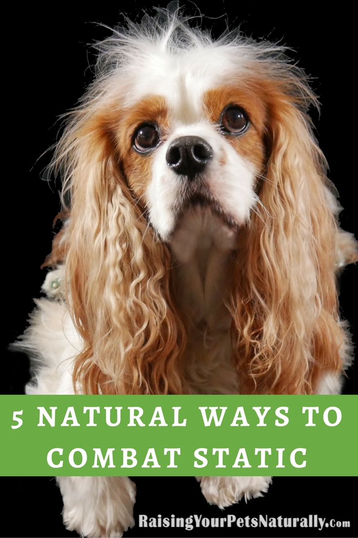 Here are five ways to naturally help combat static electricity in your home and with your pet. #raisingyourpetsnaturally #static #naturalpets #naturaldogs