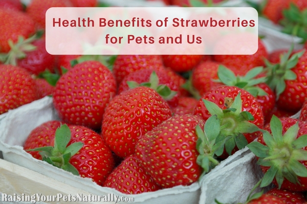 Health benefits of strawberries for people, pets, dogs and cats