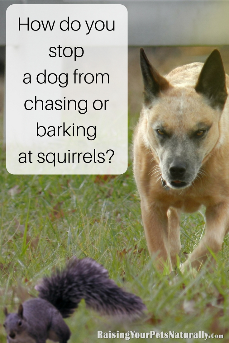 Have you ever wondered why dogs chase squirrels? Or even why do dogs hate squirrels? How do you stop a dog from chasing or barking at squirrels? Good management and positive dog training. I'm not going to say it will be easy, particularly if your dog is chasing squirrels in your yard or at your window, but there is hope. Here are some positive dog training tips to get you started.