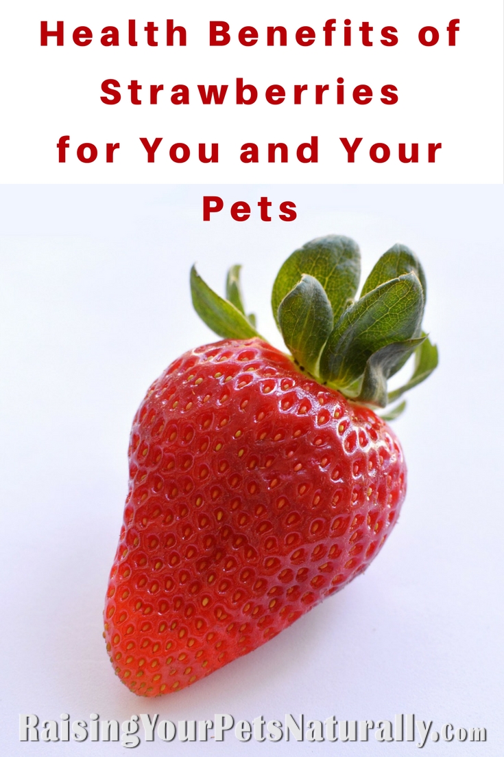 Can Dogs Eat Strawberries? Health Benefits of Strawberries for dogs, cats and people. Strawberries have many health benefits for your pets and yourself. #raisingyourpetsnaturally