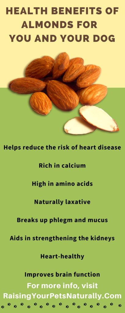 Can dogs eat almonds? Learn some of the health benefits of almonds for your pets and you. #raisingyourpetsnaturally
