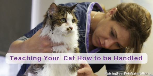 As early as possible, you should start to get your kitten or cat comfortable with being handled, restrained, and groomed. Learn how to teach your cat to enjoy being handled. #raisingyourpetsnaturally