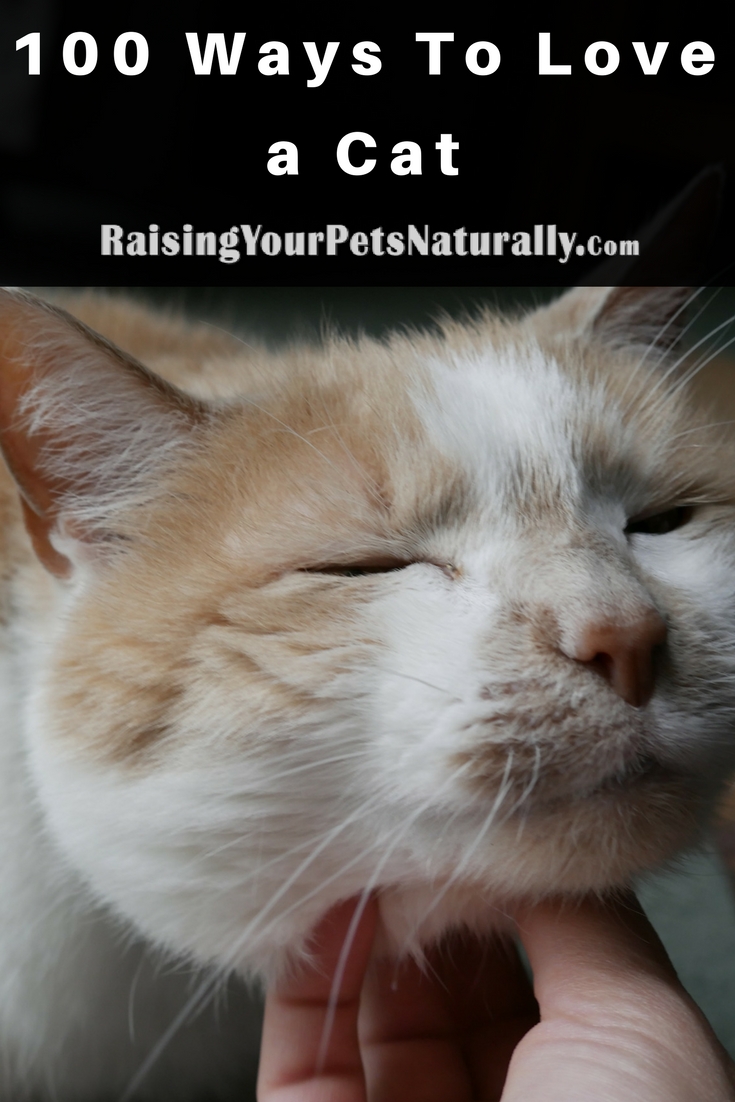 100 Ways To Love a Cat. Have you ever wondered how to show your cat affection or that you love him? Here are some ways to show your cat affection. #raisingyourpetsnaturally