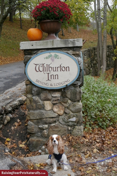 Dog-Friendly Vacations | Dog-Friendly Manchester, Vermont |Wilburton Inn