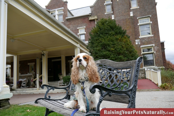 Dog-Friendly Manchester, Vermont |Wilburton Inn