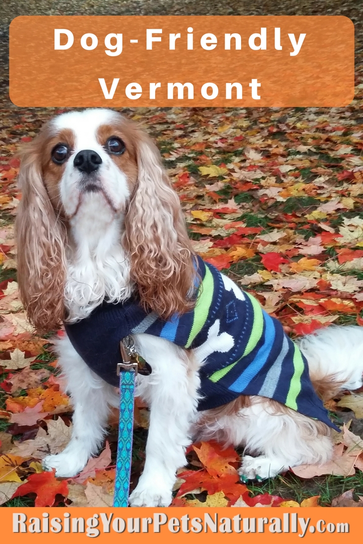 Dog-Friendly Vermont Vacations. Vacations with your dog have never been easier. This fun and informative page documents my dog-friendly travels with Dexter across the United States and Canada. Dexter and I travel for fun and for work when I’m on a speaking engagement. 