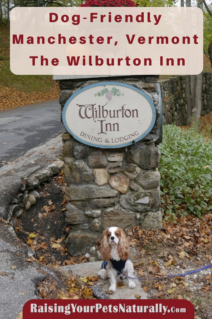 Dog-friendly vacations in Manchester, Vermont. Traveling with your dogs in Vermont is so much fun. Check out one of the best dog friendly vacations and dog friendly hotel in Vermont, The Wilburton Inn.