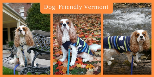 Dog-Friendly Vermont Vacations. Vacations with your dog have never been easier. This fun and informative page documents my dog-friendly travels with Dexter across the United States and Canada. Dexter and I travel for fun and for work when I’m on a speaking engagement. 