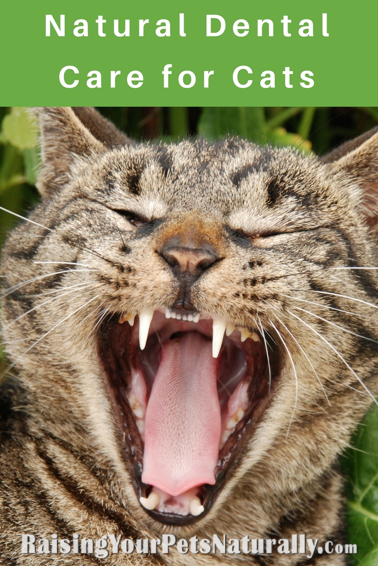 Cat Teeth Cleaning, Cat Dental Care and How to Brush Your Cat's Teeth. Learn how you can easily create a daily natural dental oral care program for your cat. #raisingyourpetsnaturally #catdentalcare #dentalcareforpets