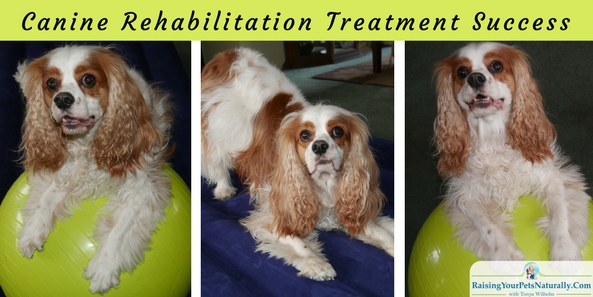 Dog Rehabilitation Exercises for Dog Neurological Conditions: Natural Treatments for Chiari malformation (CM) and syringomyelia (SM). I reached out to one of Dexter's holistic veterinarians, Dr. Mary L. Cardeccia. Dr. Cardeccia focuses on animal rehabilitation and natural healing methods including acupuncture, food therapy, chiropractic, Reiki, and herbology. We both agreed that there were more natural rehabilitation exercises and work I could be doing with Dexter to improve his conscious proprioception and to hopefully help decrease his head bobbing and wobbles (back end weakness).