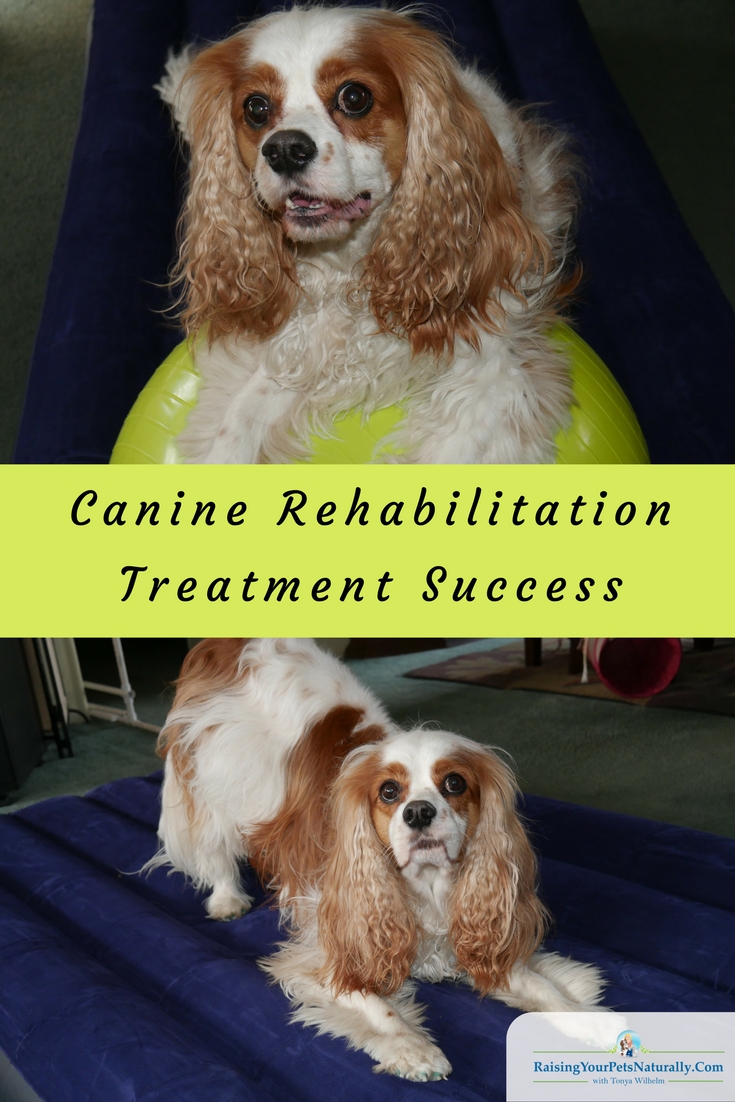 Special needs dogs and canine rehabilitation treatment. Natural treatments for canine neurological disorders such as Chiari malformation (CM) and syringomyelia (SM). #raisingyourpetsnaturally