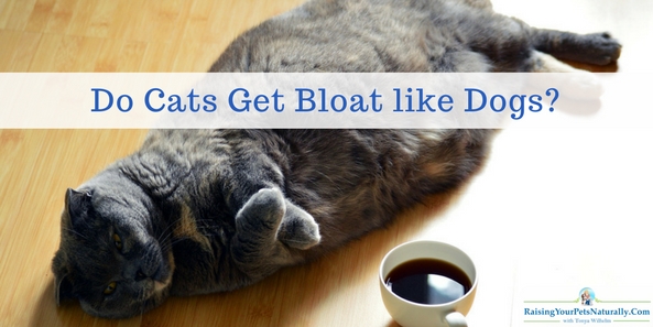 Is your cat bloated or do you know a bloated cat? Do Cats Get Bloat like Dogs? #raisingyourpetsnaturally