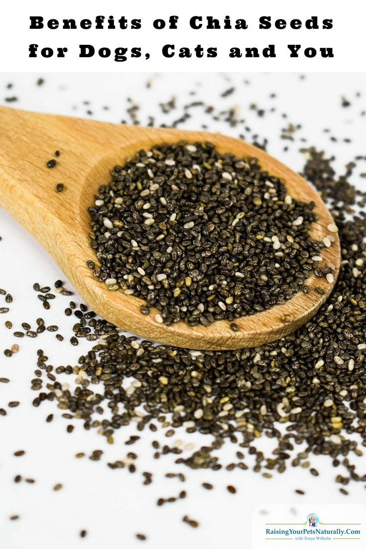 Benefits of Chia Seeds for Dogs, Cats and Us. Chia seeds are packed with nutrients and naturally boost energy and endurance. Chia seeds are rich in omega-3 fatty acids; vitamins A, B, E, and D; minerals, fiber, calcium, and protein, and are a great source of antioxidants. #raisingyourpetsnaturally