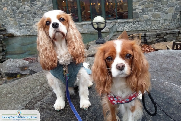 Pet friendly stores in Manchester, Vermont
