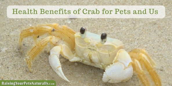 Can dogs and cats eat crab? Learn some of the health benefits of crab meat for your pets and you. Bonus-Crab-cake recipe for dogs! #raisingyourpetsnaturally