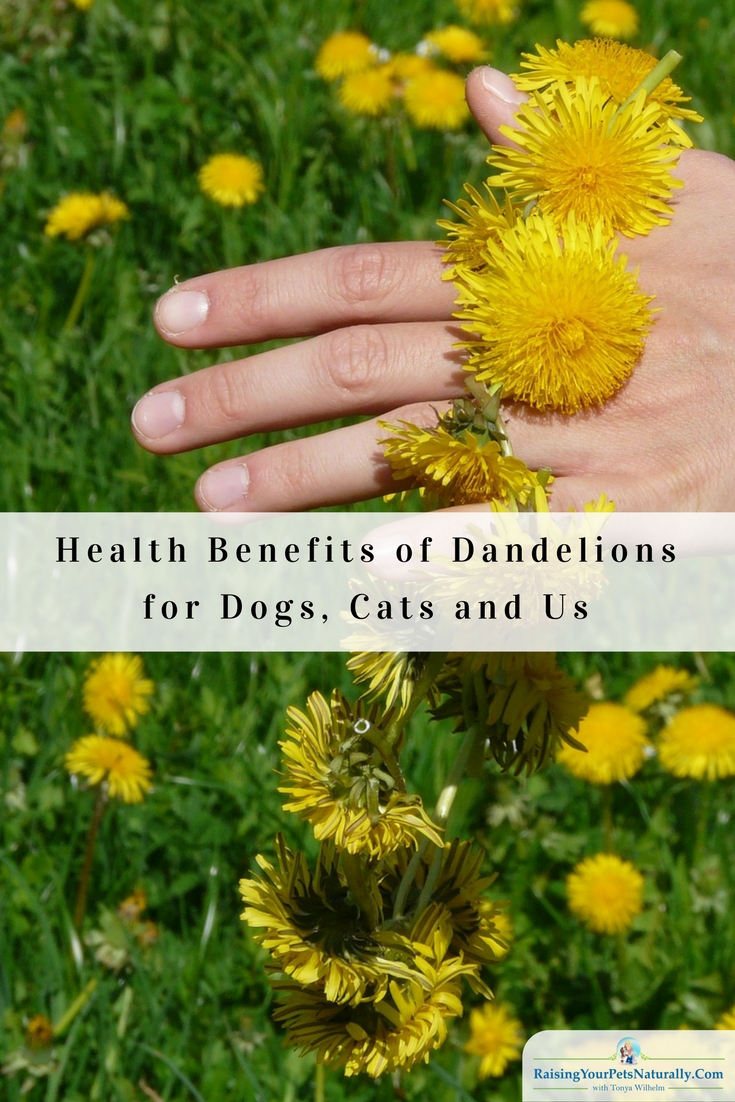 Can dogs and cats eat dandelions? Learn some of the health benefits dandelions for your pets and you. #raisingyourpetsnaturally