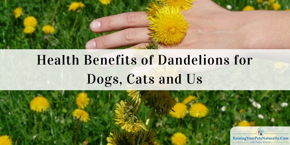 Health Benefits of Dandelions for Dogs, Cats and Us. The health benefits of dandelions are vast. Dandelions can help fight heartburn, cancer, liver disorders, urinary tract infections, inflammation, and even acne. Dandelions are also good for bone health and weight-loss, and aid in digestion. They are a good source of fiber, potassium, vitamin A, and vitamin C.