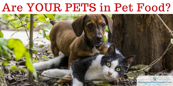 What's really inside your pet's food? It could be your pets!