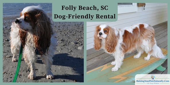 Dog-friendly vacations: Folly Beach rentals that are pet friendly. The family decided to take our spring dog-friendly vacation to South Carolina and stay in Folly Beach. We are most defiantly a beach family. We rented “Close To The Edge,” a great 3-bedroom beach house rental through VRBO (Vacation Rentals By Owner, part of the HomeAway Family).