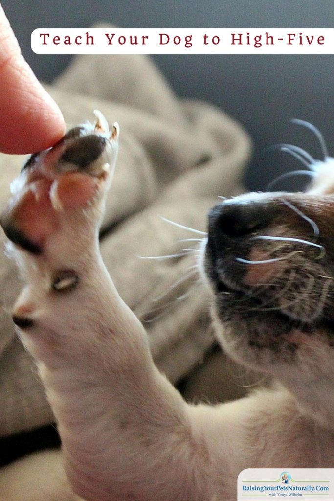 Dog Tricks | Teach Your Dog to High-Five. Dog tricks are an amazing way to connect with your dog. Learn this cool dog trick. #raisingyourpetsnaturally #dogtricks #easydogtricks #cooldogtricks #tricks