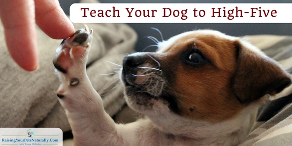 Dog Tricks | Teach Your Dog to High-Five. Dog tricks are an amazing way to connect with your dog. Learn this cool dog trick. #raisingyourpetsnaturally