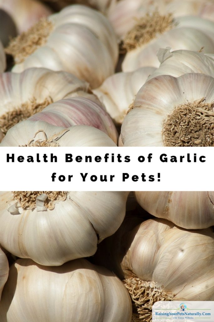 Can dogs and cats eat garlic? Is garlic toxic to pets? Learn some of the health benefits garlic for your pets and you. #raisingyourpetsnaturally