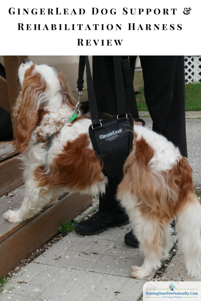 GingerLead Review. GingerLead is a brand I have been familiar with over my career, so I reached out to GingerLead regarding their rear support sling. I have seen dogs benefit from the support and aid of a GingerLead, and I felt this might be a great product to have on hand for Dexter when the need arises. 