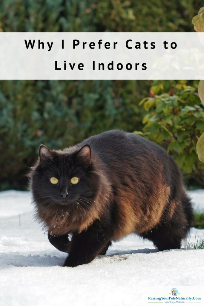 Why I Prefer Cats to Live Indoors. It's not just the safety of the pet cat; it's also the safety of other animals. Read more. #raisingyourpetsnaturally 