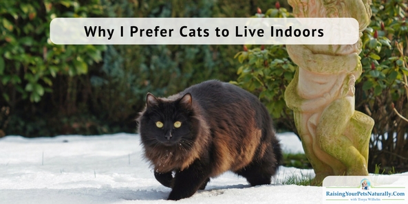 Indoor cats vs outdoor cats