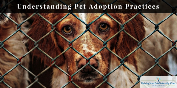 Understanding Pet Adoption Practices, Policies and Adoption Fees. Let’s take a look at some of the more common rules and guidelines for adopting a pet from a local animal shelter or pet rescue.