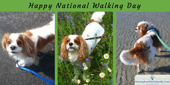Today is National Walking Day! In 2007, The American Heart Association dedicated this day as a way to promote a healthy lifestyle. Regular exercise has numerous anti-aging benefits for both you and your dog. By walking your dog daily, you are improving both your and your dog's health, and your mind and connection with your dog as well. So, turn off the television, leash your dog, grab your camera, and head to the park! Learn how to teach your dog not to pull on his leash here.