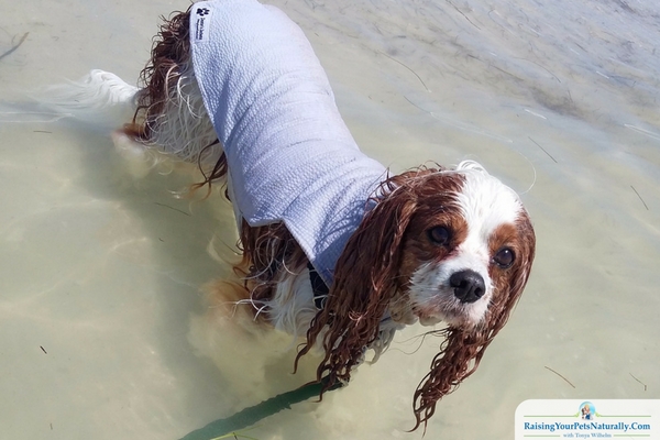 I want to share with you how I taught my dogs to swim with confidence. Learn how to teach your dog to swim. 