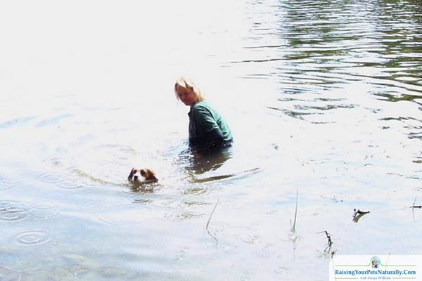 I want to share with you how I taught my dogs to swim with confidence. Learn how to teach your dog to swim. 