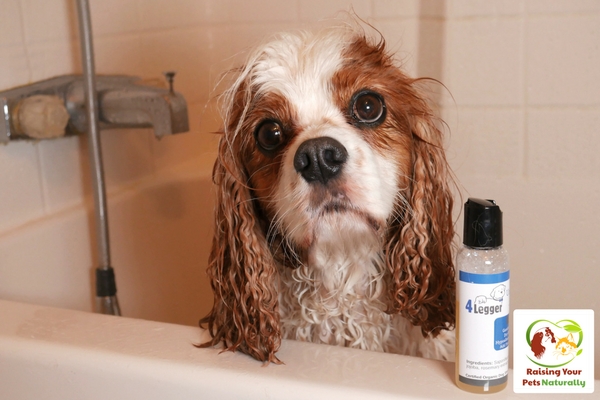 Best smelling organic dog shampoo for scratching. 4-Legger custom dog shampoo blends.